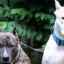 Pitbull și staffordshire terrier: caracteristici comune și diferențe