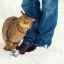 De ce o pisică se freacă de picioare: spunem interesant și detaliat