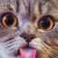 De ce pisica își arată limba: motive fiziologice și patologice