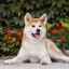 Descriere detaliată și caracteristici ale rasei de câini japoneze akita