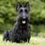 Descriere detaliată a rasei și caracterului câinilor scotch terrier