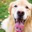 Cauzele formării petelor negre pe limba câinelui