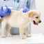 Vaccinarea contra căpușelor pentru câini - fapte și concepții greșite
