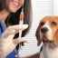 Vaccinări pentru câini. Ce poate face un catelus pana la 1 an