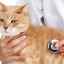 Pitiriazis versicolor la pisici: prezentare clinică și metode de tratament