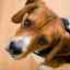 Diabetul zaharat la câini - semne, cauze și tratament