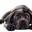 Simptome și tratamentul enteritei parvovirusului la câini