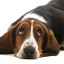 Simptome și semne de constipație la câini