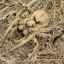 Tarantula apuliană: cum arată, unde trăiește, este periculoasă pentru oameni