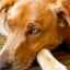 Ascaris la câini: semne de infecție, diagnostic și tratament