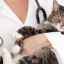 Dermatofiții la pisici: căi de infecție, diagnostic și tratament