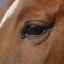 Ochii calului: caracteristici structurale și analizor vizual