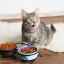 Cum să transferați o pisică pe o altă mâncare?