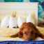 Cum să înțărcați un câine să doarmă pe un pat cu proprietarul său - 5 metode ușoare
