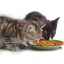Este posibil să hrănești pisica doar cu alimente uscate?