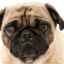 Strabism - cauzele și tratamentul strabismului la câini