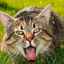Pisica varsă după ce a mâncat: de ce și ce să facă