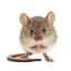 Șoareci: varietatea speciilor acestor animale