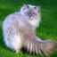 Pisica de mascaradă neva (foto): frumusețe originală cu părul lung