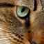 Nistagmusul la pisică: descriere și cauze