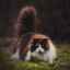 Pisică de pădure norvegiană: descrierea rasei, fotografia și conținutul