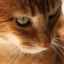 Notoedroza - simptome și tratamentul scabiei la pisici