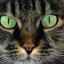 Prezentare generală a posibilelor boli oculare la pisici