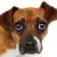 Clismă de curățare pentru un câine cu constipație: programare, pregătire, introducere