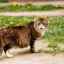 Vierme castravete (dipilidioză) la pisici: tratament, simptome