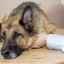 Descrierea simptomelor și tratamentul otrăvirii câinilor la domiciliu