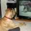 Animalele se uită la televizor cu sens?