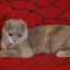 Principalele culori ale pisicilor scottish fold