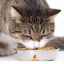Reguli de bază de selecție și cea mai bună mâncare uscată pentru pisici