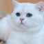 Caracteristicile pisicilor albe cu ochi albaștri