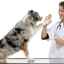 Osteoporoza la câini: cauze și tratament