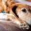Pancreatita la câini: cauze, simptome, tratament și prevenire