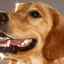 Parodontita la câini - vorbind despre boala gingiilor