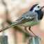 Wagtail de pasăre migratoare: cum arată, ce mănâncă