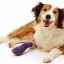 Fractura la un câine: tipuri, simptome și tratament