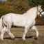 Percheronii: cei mai înalți cai din lume