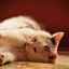 Pyometra la pisică: factori de risc și tratament
