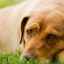 Piroplasmoza la câini: simptome, tratament și prevenire