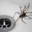De ce nu poți ucide păianjeni: superstiții populare, auguri și religie