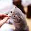 Diareea la o pisică după un antihelmintic: cum să vă ajutați animalul de companie