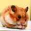 Rase de hamsteri: descrieri cu fotografii și nume de rase