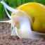 Îngrijirea și reproducerea adecvată a melcilor ampulare