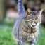 Sarcina la pisici: sincronizare, semne și îngrijire adecvată