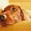 Sânge gros la un câine: cauze, tratament, prevenire