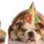 Cum să sărbătorim ziua de naștere a unui câine?