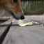 Cum să înțărcați un câine de la ridicarea podelei sau a solului: sfaturi utile pentru corectarea comportamentului animalelor de companie